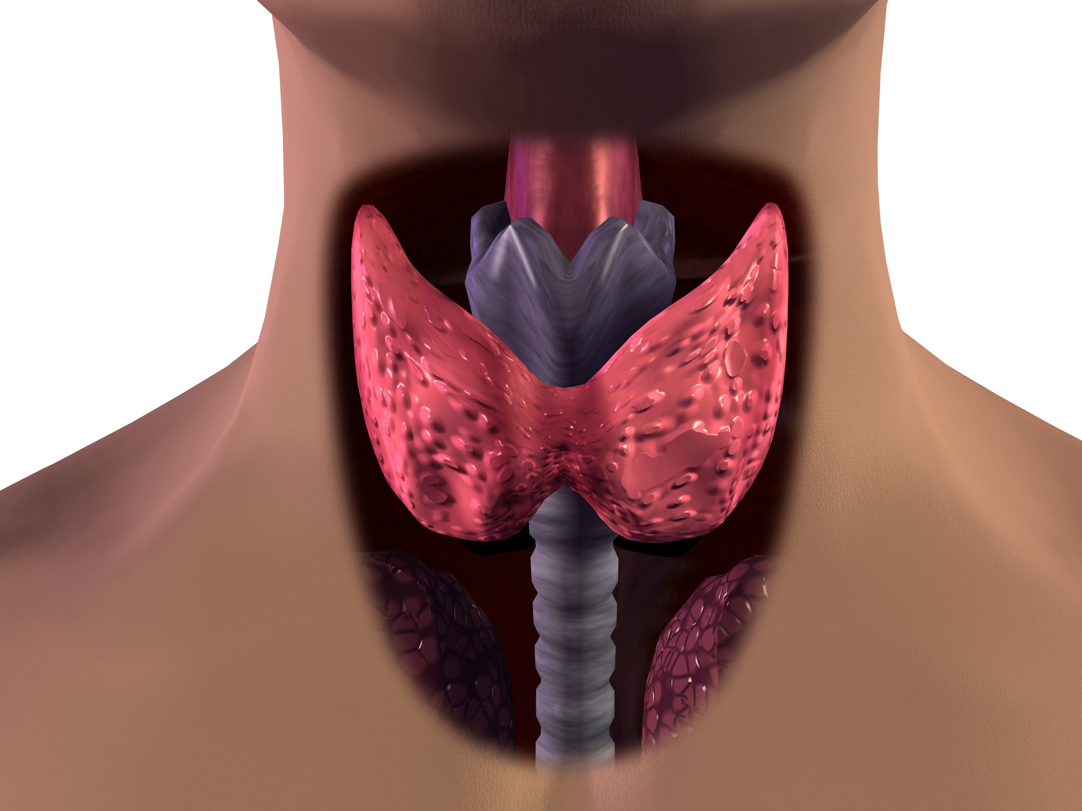 Что такое щитовидная железа? | ГУЗ Усманская МРБ